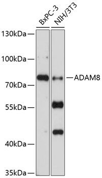 ADAM8 antibody