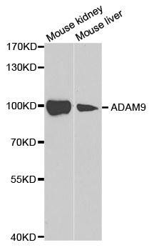 ADAM9 antibody