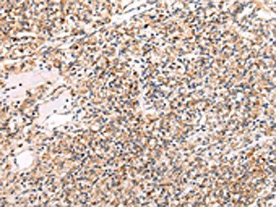 ADAMTS1 Antibody