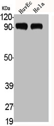 ADAMTS1 Antibody