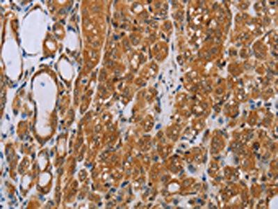 ADAMTS15 Antibody
