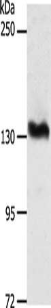 ADAMTS16 antibody