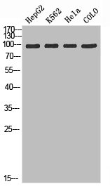 ADAMTS2 Antibody