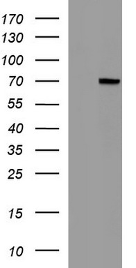 ADAMTS8 Antibody