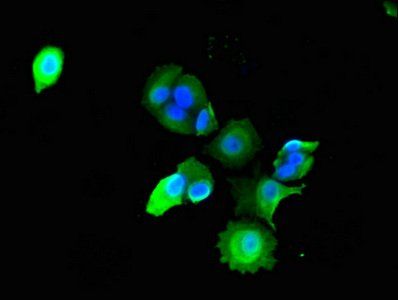 ADAMTS9 Antibody