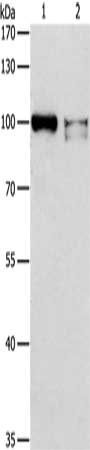 ADAMTSL2 antibody