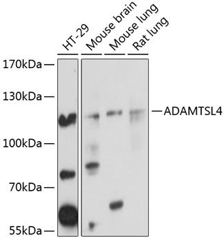 ADAMTSL4 antibody
