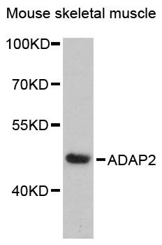 ADAP2 antibody