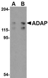 ADAP Antibody