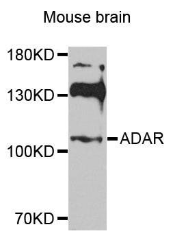 ADAR antibody