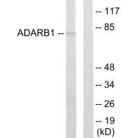 ADARB1 antibody