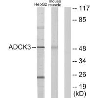 ADCK3 Antibody