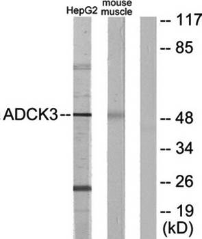 ADCK3 antibody
