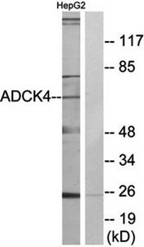 ADCK4 antibody