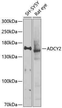 ADCY2 antibody