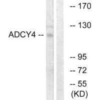 ADCY4 antibody