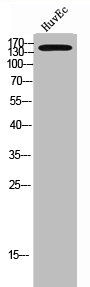 ADCY9 Antibody