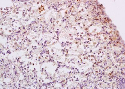 ADCY9 Rabbit Polyclonal Antibody