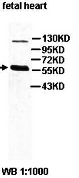 ADCYAP1R1 antibody