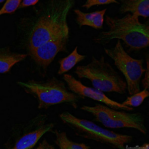 ADD1 (Ab-726) antibody