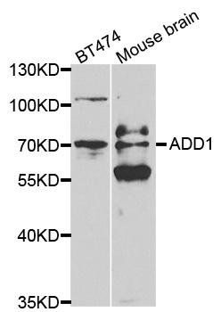 ADD1 antibody