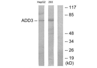ADD3 antibody