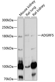 ADGRF5 antibody