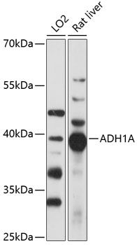 ADH1A antibody