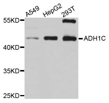 ADH1C antibody