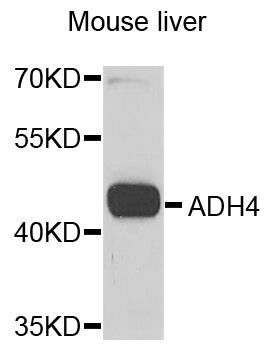 ADH4 antibody