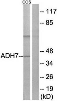 ADH7 antibody