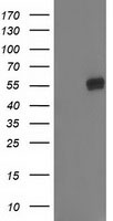 ADI1 antibody