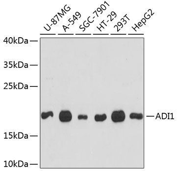 ADI1 antibody