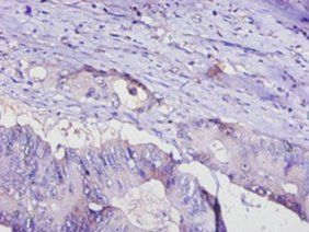 ADIPOQ Antibody