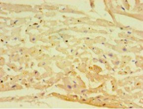 ADIPOQ Antibody