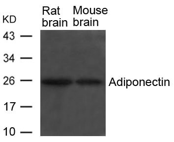 ADIPOQ Antibody