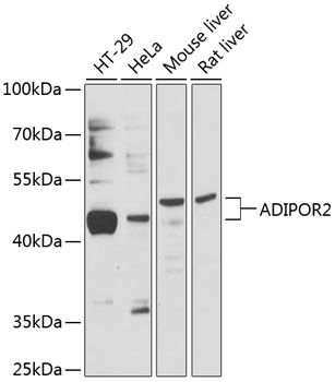 ADIPOR2 antibody