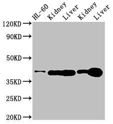 ADK antibody