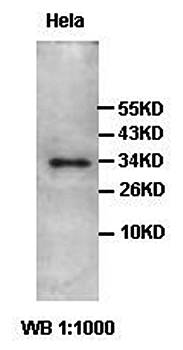 ADO antibody