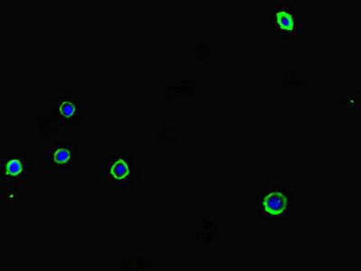 ADORA2A Antibody