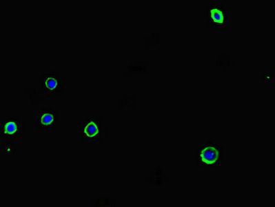 ADORA2A antibody