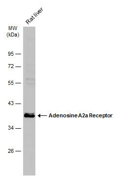 ADORA2A antibody