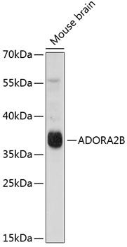 ADORA2B antibody