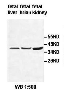 ADORA2B antibody