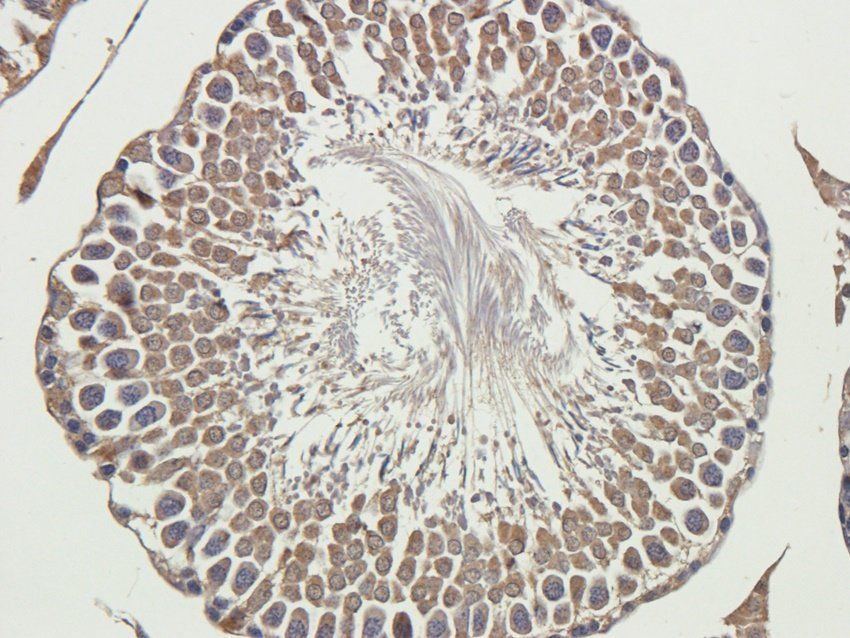 ADORA3 antibody