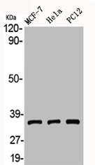 ADORA3 antibody