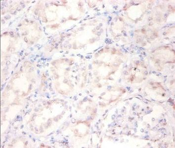 ARF4 Antibody