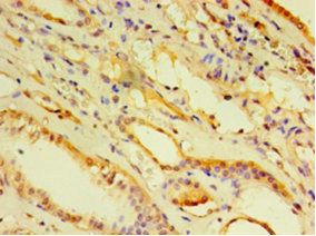 ARF6 Antibody