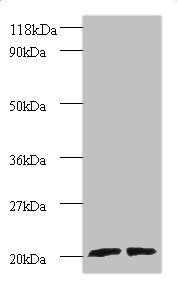 ADP-ribosylation factor-like protein 2 antibody
