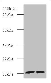 ARL2 Antibody